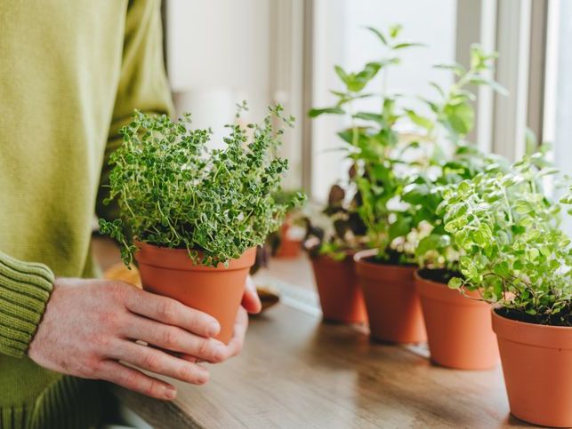 Hangisini Seçmeli?: Plastik Saksı mı, Seramik Saksı mı Daha İyi?